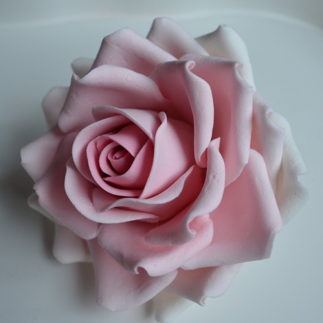 Labai didelė balta, rožinė rožė su vielute, didelė